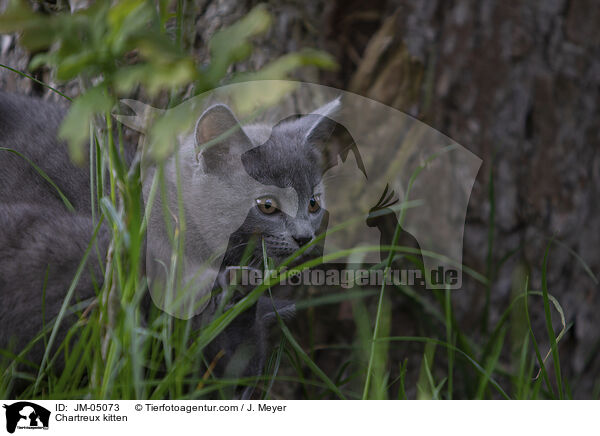 Chartreux Ktzchen / Chartreux kitten / JM-05073