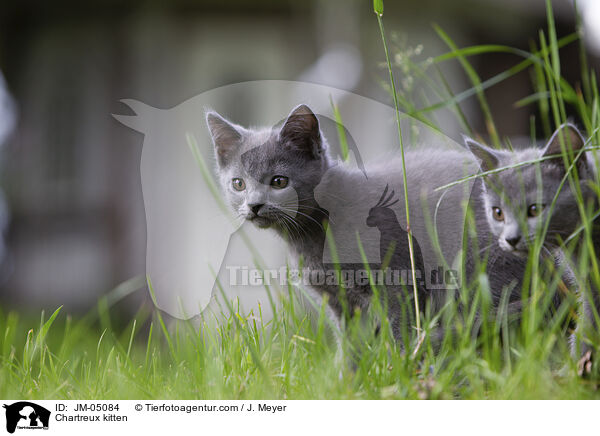 Chartreux Ktzchen / Chartreux kitten / JM-05084