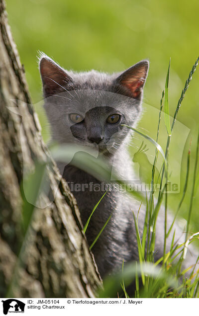 sitzende Chartreux / sitting Chartreux / JM-05104