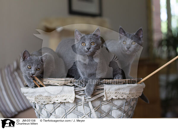 Chartreux Ktzchen / Chartreux kitten / JM-05108