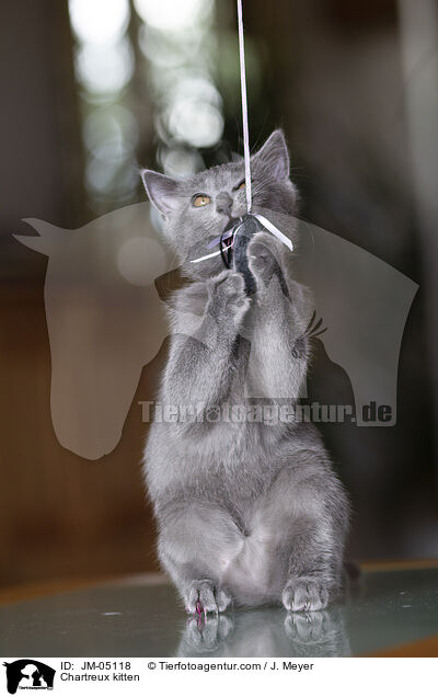 Chartreux Ktzchen / Chartreux kitten / JM-05118