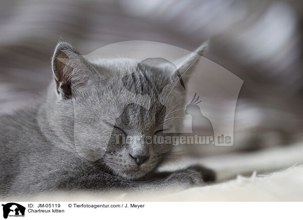 Chartreux Ktzchen / Chartreux kitten / JM-05119