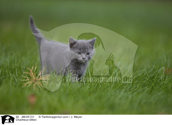 Chartreux Ktzchen / Chartreux kitten / JM-05131