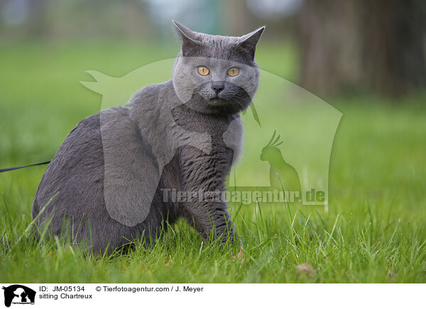 sitzende Chartreux / sitting Chartreux / JM-05134