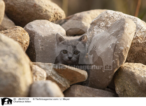 Chartreux Ktzchen / Chartreux kitten / JM-05143