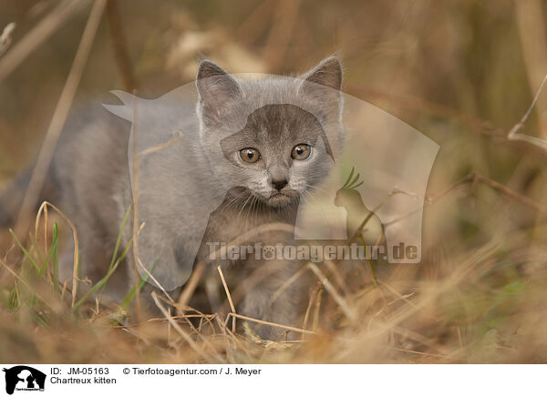 Chartreux Ktzchen / Chartreux kitten / JM-05163