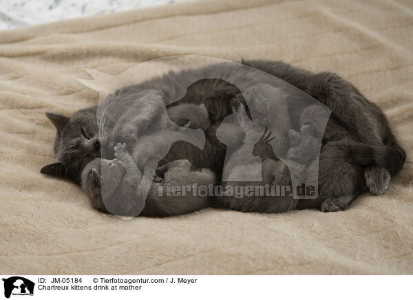 Chartreux Ktzchen trinken bei Mutter / Chartreux kittens drink at mother / JM-05184