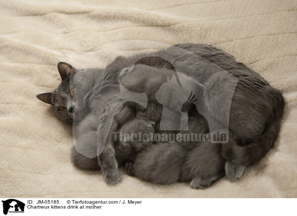 Chartreux Ktzchen trinken bei Mutter / Chartreux kittens drink at mother / JM-05185