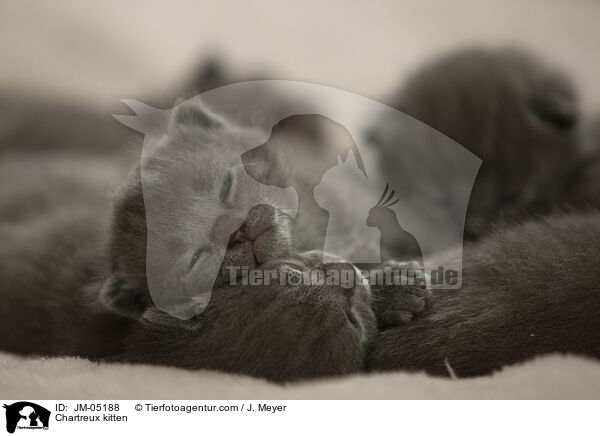 Chartreux kitten / JM-05188