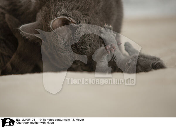 Chartreux Mutter mit Ktzchen / Chartreux mother with kitten / JM-05194