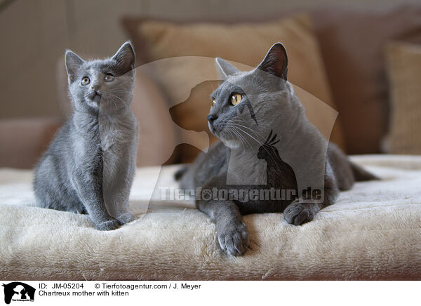 Chartreux Mutter mit Ktzchen / Chartreux mother with kitten / JM-05204