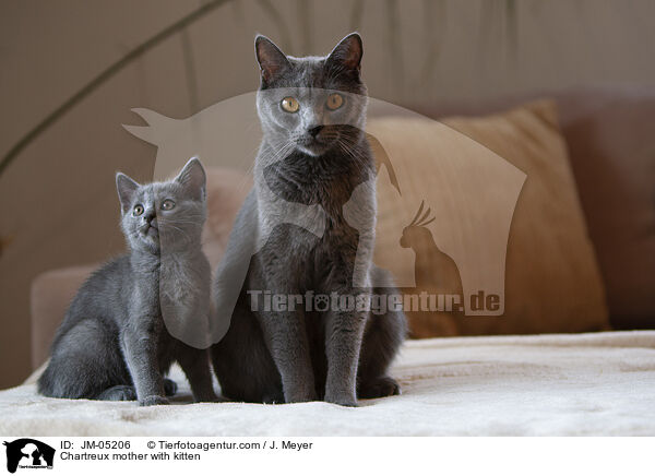 Chartreux Mutter mit Ktzchen / Chartreux mother with kitten / JM-05206
