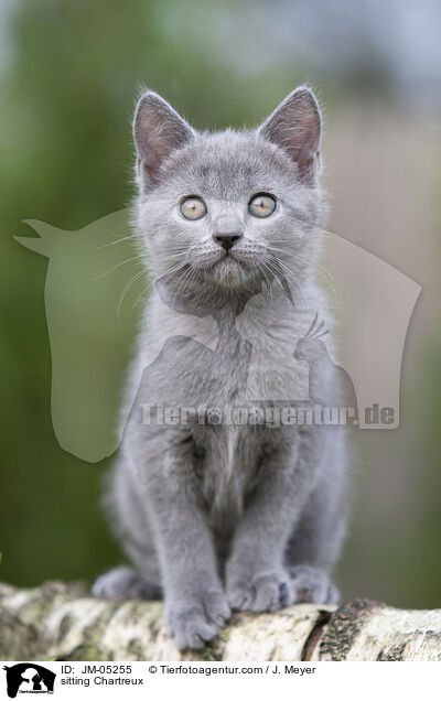 sitting Chartreux / JM-05255