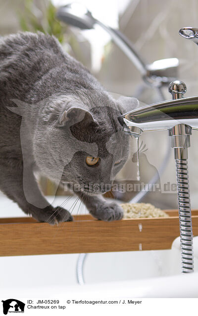 Chartreux am Wasserhahn / Chartreux on tap / JM-05269