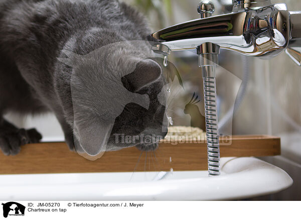 Chartreux am Wasserhahn / Chartreux on tap / JM-05270