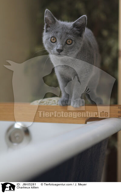 Chartreux Ktzchen / Chartreux kitten / JM-05281