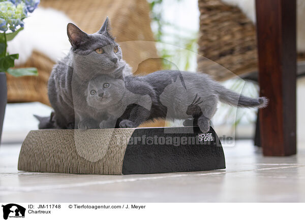Chartreux / Chartreux / JM-11748