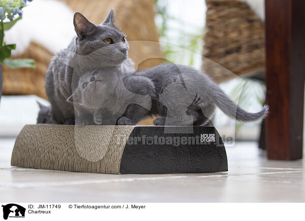 Chartreux / Chartreux / JM-11749