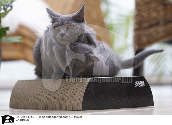 Chartreux / Chartreux / JM-11750