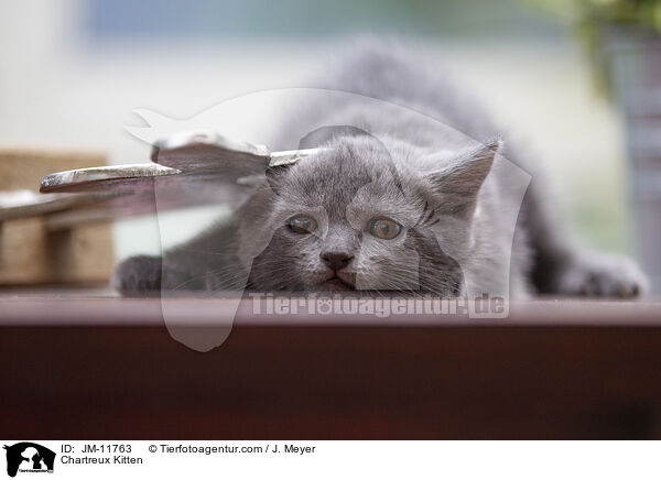 Chartreux Ktzchen / Chartreux Kitten / JM-11763