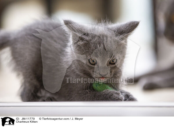 Chartreux Ktzchen / Chartreux Kitten / JM-11779