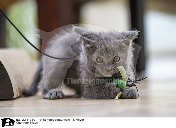 Chartreux Ktzchen / Chartreux Kitten / JM-11780