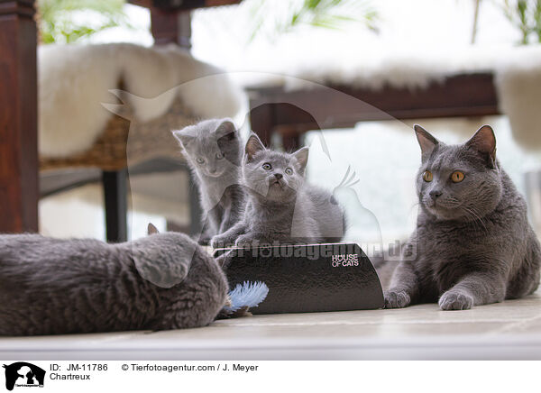 Chartreux / Chartreux / JM-11786