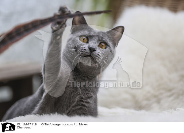 Chartreux / Chartreux / JM-17118