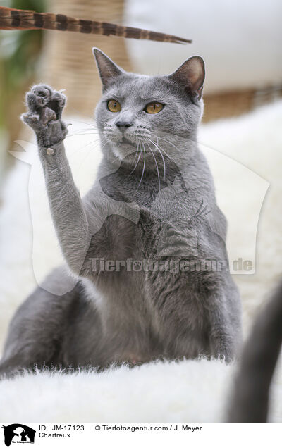 Chartreux / Chartreux / JM-17123