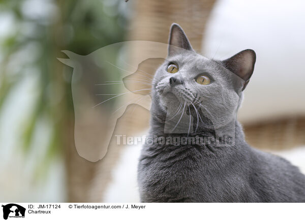 Chartreux / Chartreux / JM-17124