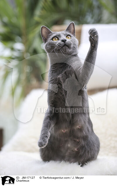 Chartreux / Chartreux / JM-17127
