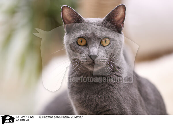 Chartreux / Chartreux / JM-17128