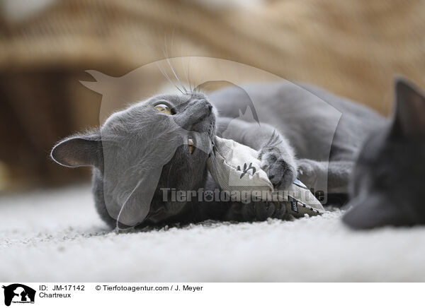 Chartreux / Chartreux / JM-17142