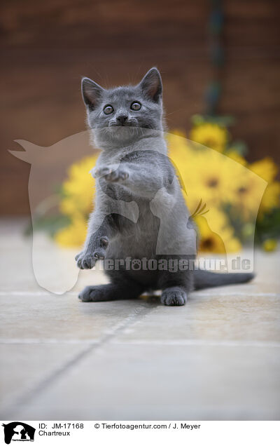 Chartreux / Chartreux / JM-17168