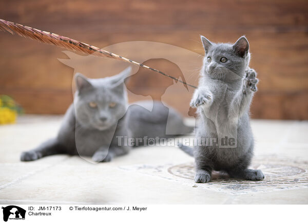 Chartreux / Chartreux / JM-17173