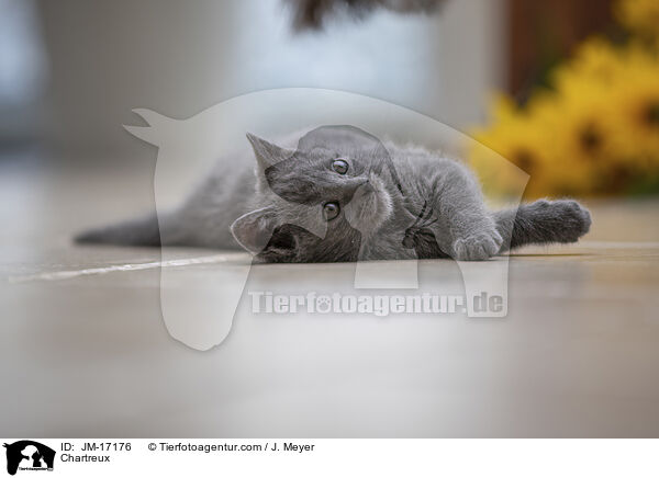 Chartreux / Chartreux / JM-17176