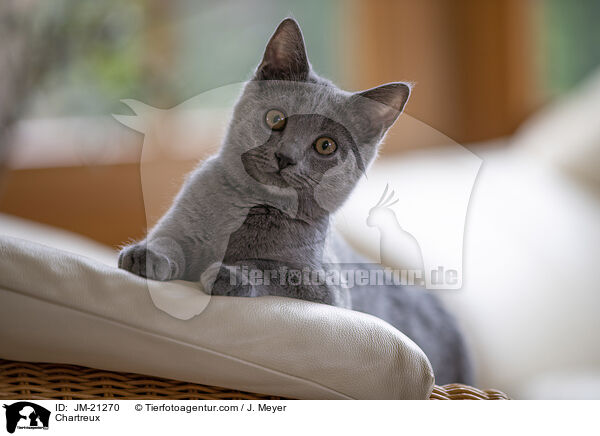 Chartreux / Chartreux / JM-21270