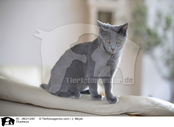 Chartreux / Chartreux / JM-21280