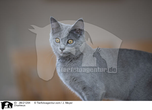Chartreux / Chartreux / JM-21294
