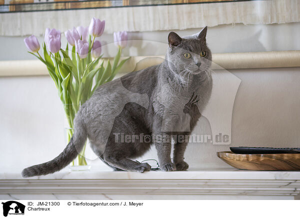 Chartreux / Chartreux / JM-21300
