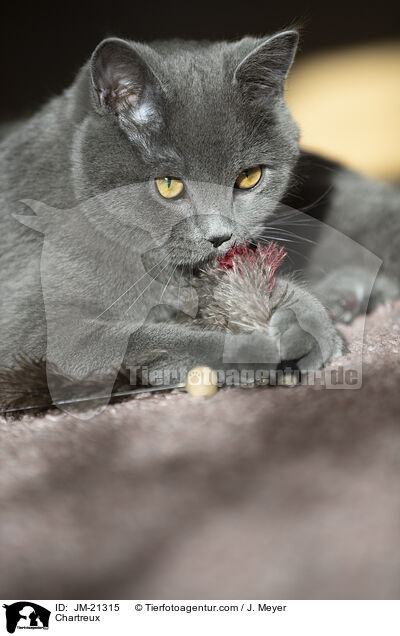 Chartreux / Chartreux / JM-21315