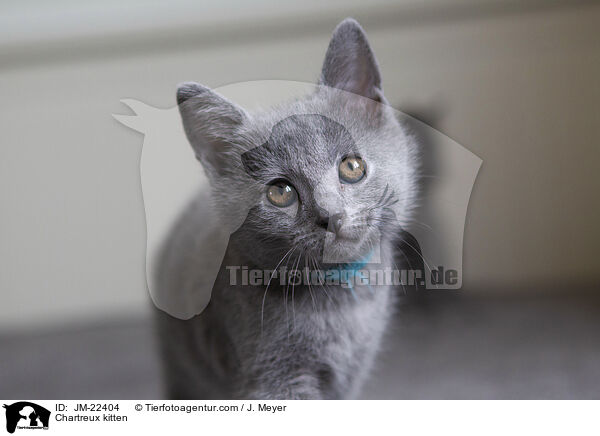 Chartreux Ktzchen / Chartreux kitten / JM-22404