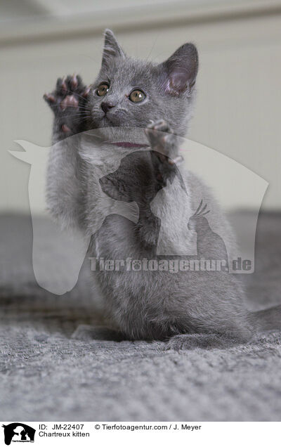 Chartreux Ktzchen / Chartreux kitten / JM-22407