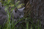 Chartreux kitten
