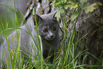 Chartreux kitten
