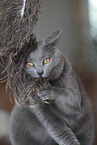 Chartreux kitten