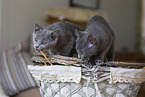 Chartreux kitten