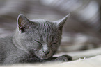 Chartreux kitten