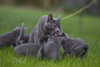 Chartreux kitten