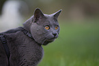 Chartreux Portrait